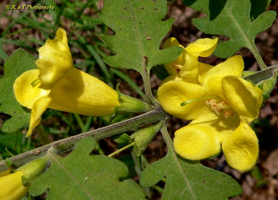 {Aureolaria virginica}